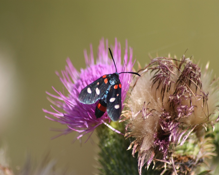aiuto ID Zygaena sp